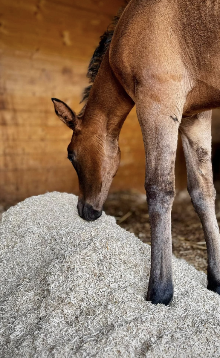 Žrebič na konopljinem nastilju