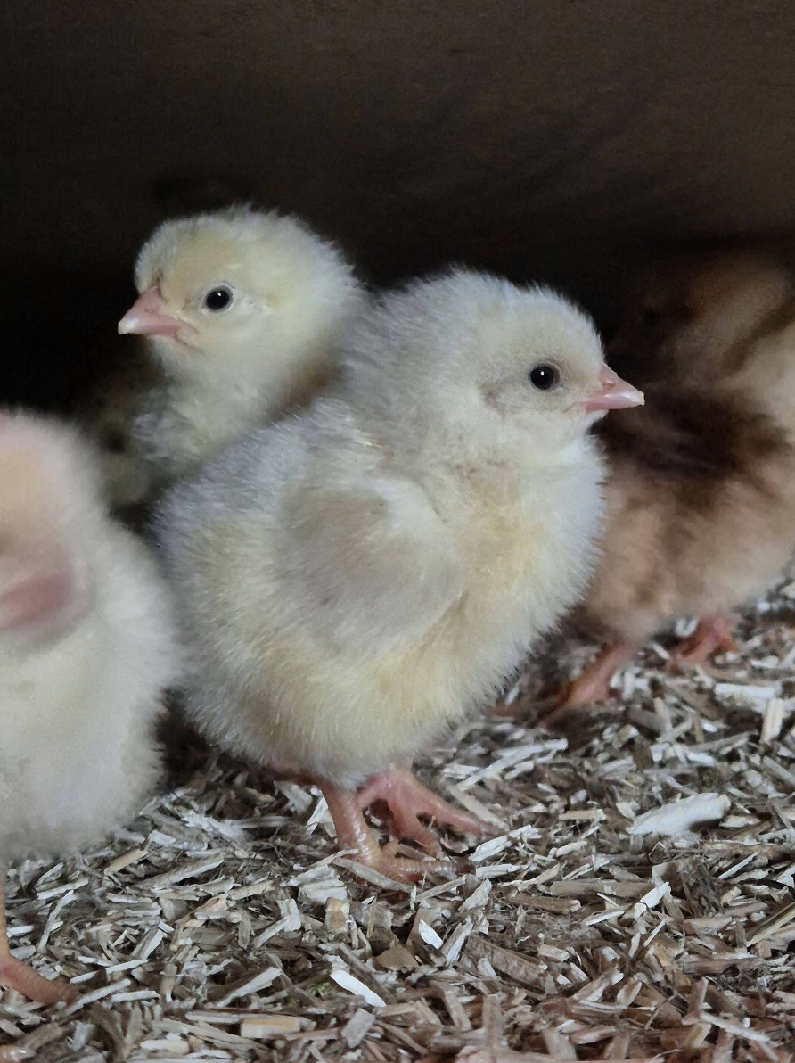 Piščanci na konopljinem nastilju