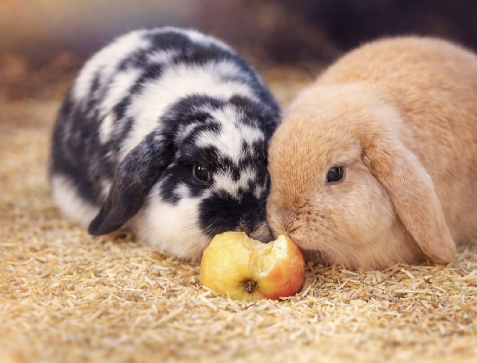 Zajci na konopljinem nastilju