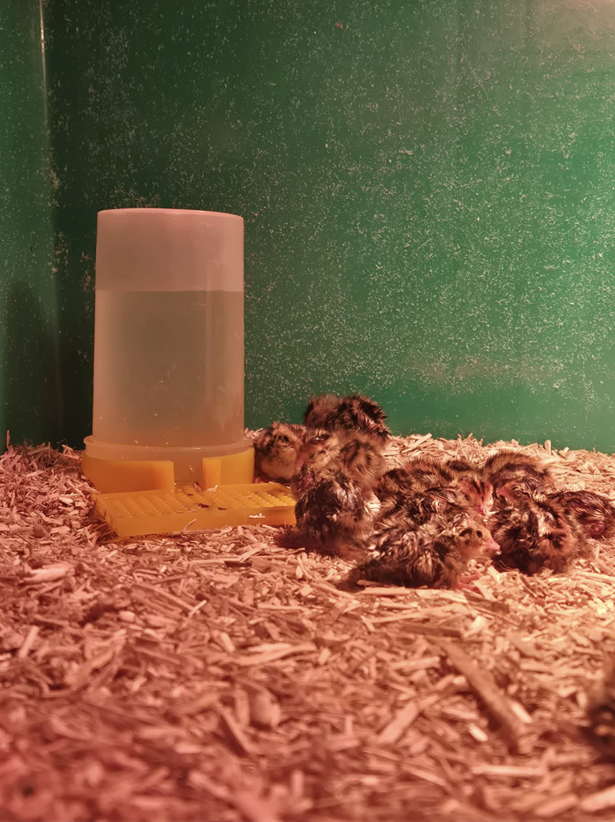 Piščanci v ograjici na nastilju