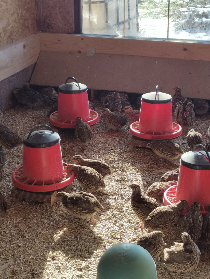 Prepelice na konopljinem nastilju