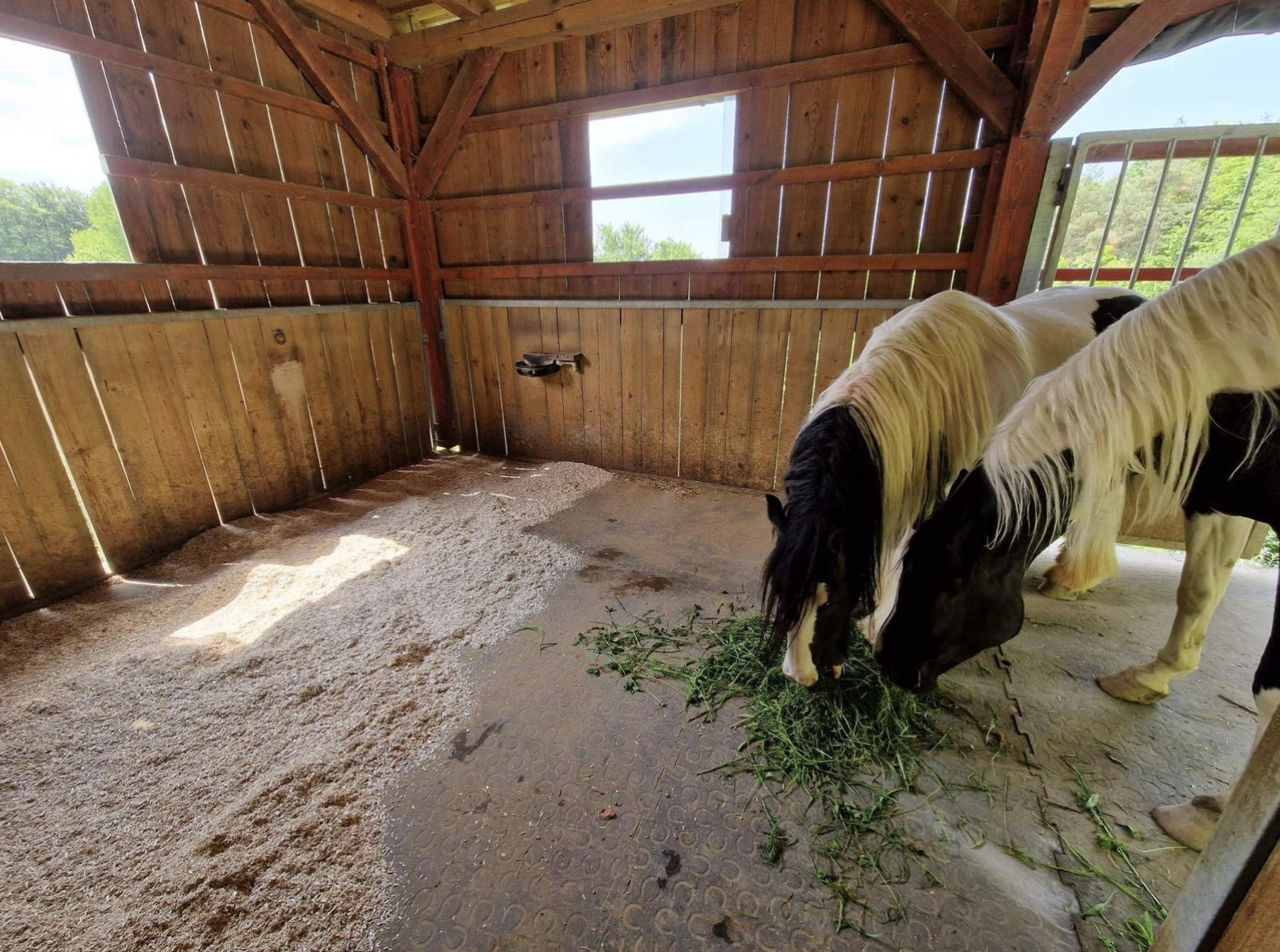 Konj v hlevu na nastilju